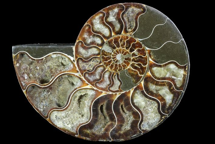 Agatized Ammonite Fossil (Half) - Agatized #88459